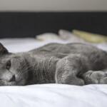 Il  gatto ha fatto la pipì sul letto? 5 consigli per eliminare l’odore