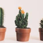 5 errori che portano i tuoi cactus a fare una brutta fine