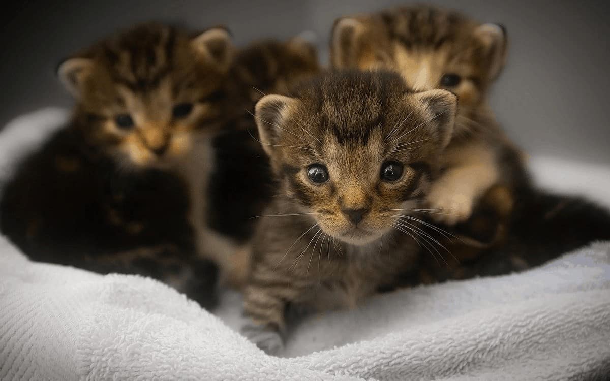 Come eliminare la puzza di urina dei gatti da pavimenti e tessuti