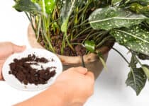 adding spent coffee grounds onto plants as natural 2021 09 01 20 56 58 utc 1