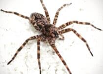 brown recluse spider 2021 09 02 09 05 17 utc 1