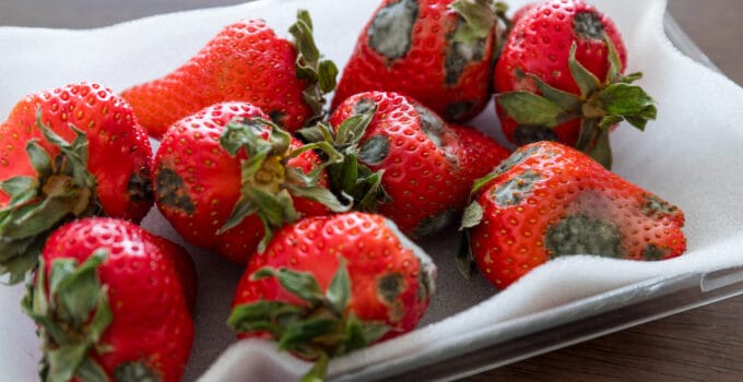 strawberries with mold 2021 08 29 07 17 34 utc 1 1
