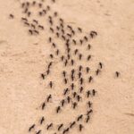 Consigli per evitare che le formiche entrino in casa