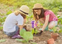 children girls planting flowering pot plant in gro 2022 01 13 23 50 54 utc 1