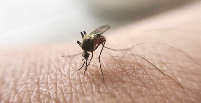macro of mosquito sucking blood 2021 09 02 14 52 30 utc 2 1 1