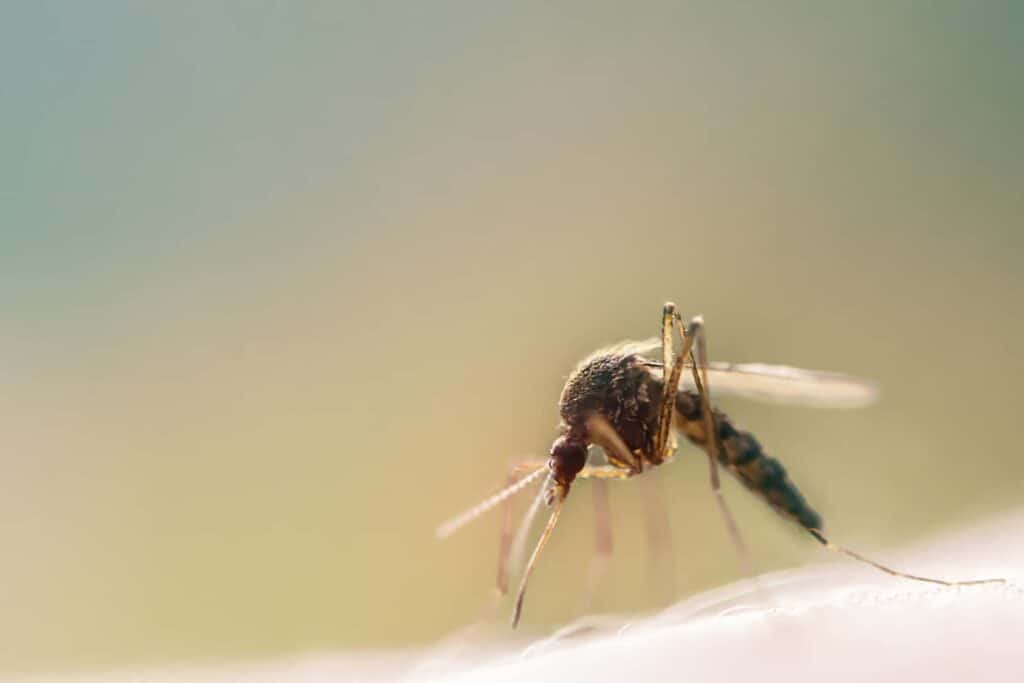 macro shot of a mosquito on human skin sucking blo 2021 09 04 09 29 58 utc 1 1
