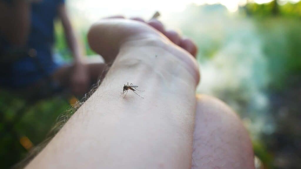 mosquito bites hand 2022 05 08 02 20 40 utc 1 1