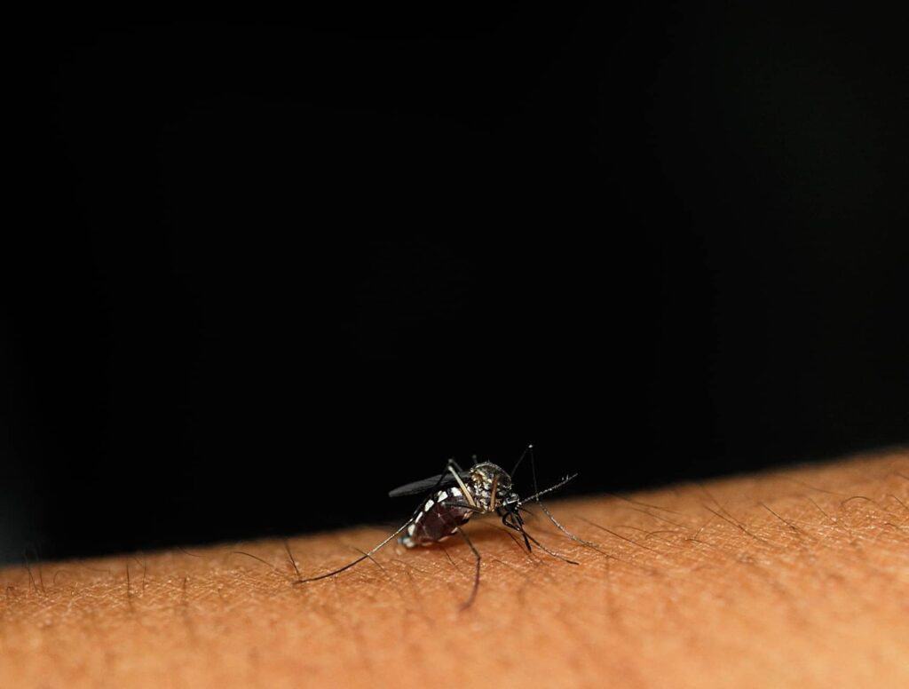 mosquito sits on the skin sucks blood 2021 09 03 19 04 20 utc 1 1
