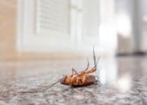 dead cockroach on floor 2021 08 26 16 22 47 utc 1 1