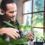 Come pulire le foglie delle tue piante d’appartamento con l’aceto e quali sono i benefici?
