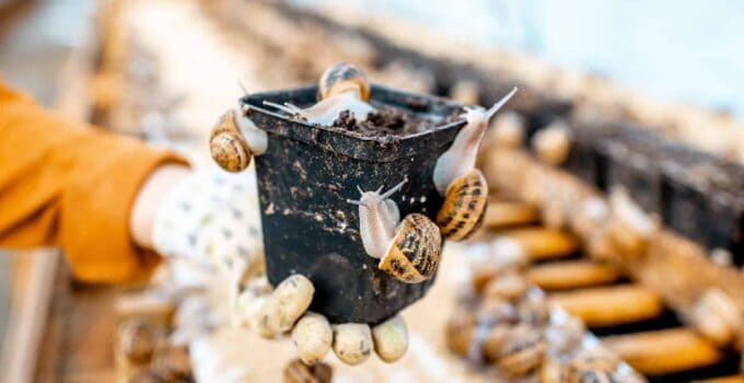 pot for snails breeding on a farm with snails 2021 10 05 04 52 04 utc 2 1
