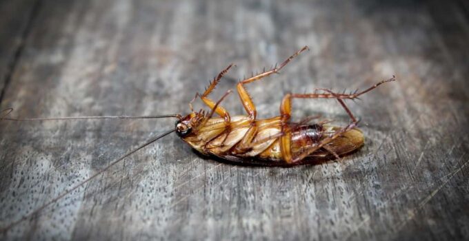 roaches lie dead on wooden floor dead cockroach 2022 03 10 14 48 48 utc 1 1