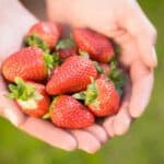 Come piantare le fragole in un vaso e avere il proprio giardino in casa