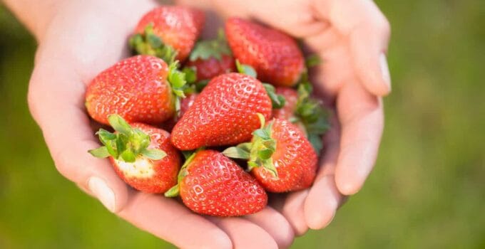 strawberries 2022 03 04 01 53 06 utc 1 1