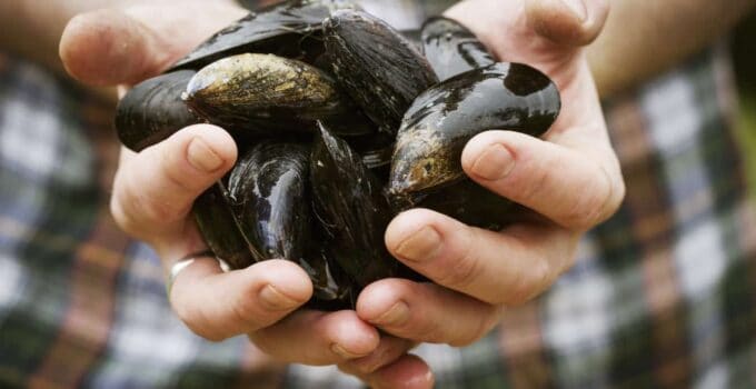 close up of a chef holding fresh black mussels in 2022 03 04 02 25 57 utc 1 1