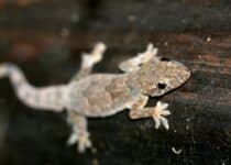 gecko uganda africa 2021 08 26 18 15 09 utc