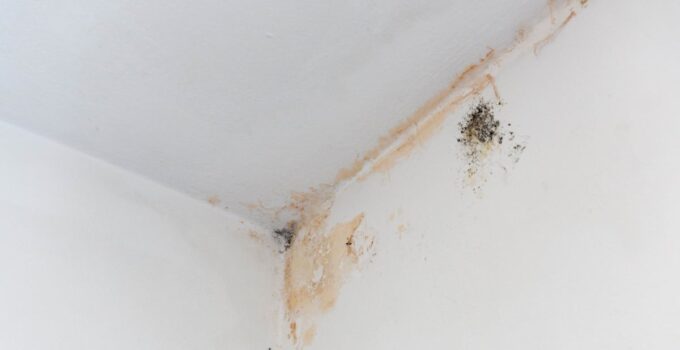 black mold stains in corner of room mildew on whi 2022 08 01 04 43 46 utc