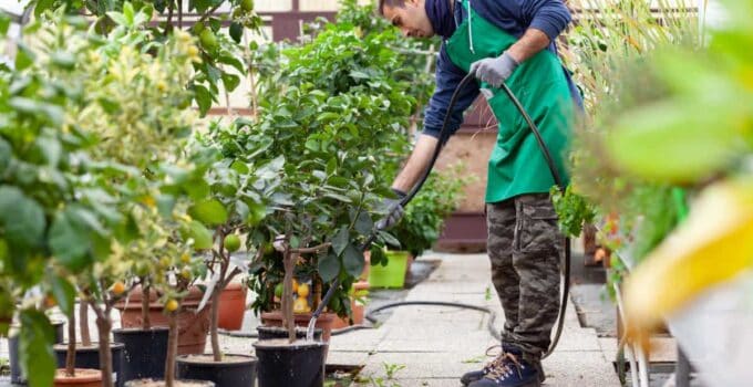 man with garden hose watering lemon tree 2021 08 27 09 45 02 utc