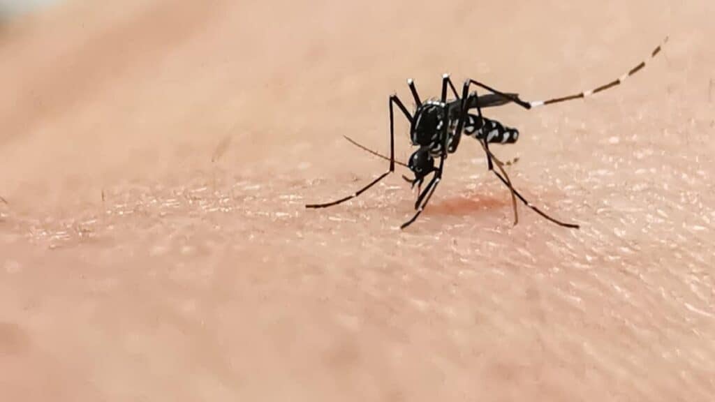 mosquito bite 2021 10 22 01 55 33 utc