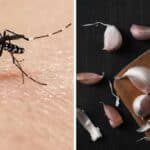 10 Rimedi naturali per lenire le punture di zanzara con quello che hai in casa