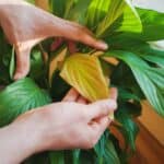 Come far “rivivere” le piante d’appartamento dopo le vacanze