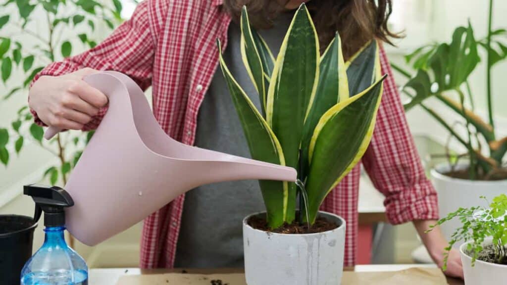 a teenager guy watering indoor plants in pots san 2022 05 25 01 01 51 utc