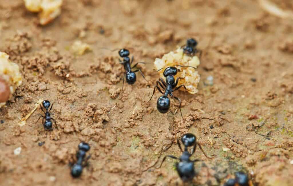 ants around prey are trying to drag into their hom 2021 12 23 00 35 16 utc 1 1
