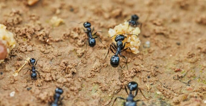 ants around prey are trying to drag into their hom 2021 12 23 00 35 16 utc 1 1