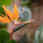 Strelitzia reginae: caratteristiche, cura e riproduzione di questa pianta