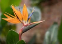 bird of paradise or strelitzia reginae flower clos 2022 03 13 07 20 41 utc