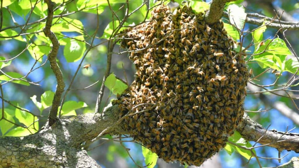 honey bee hive in a tree with honeybees swarming a 2022 08 01 04 11 22 utc