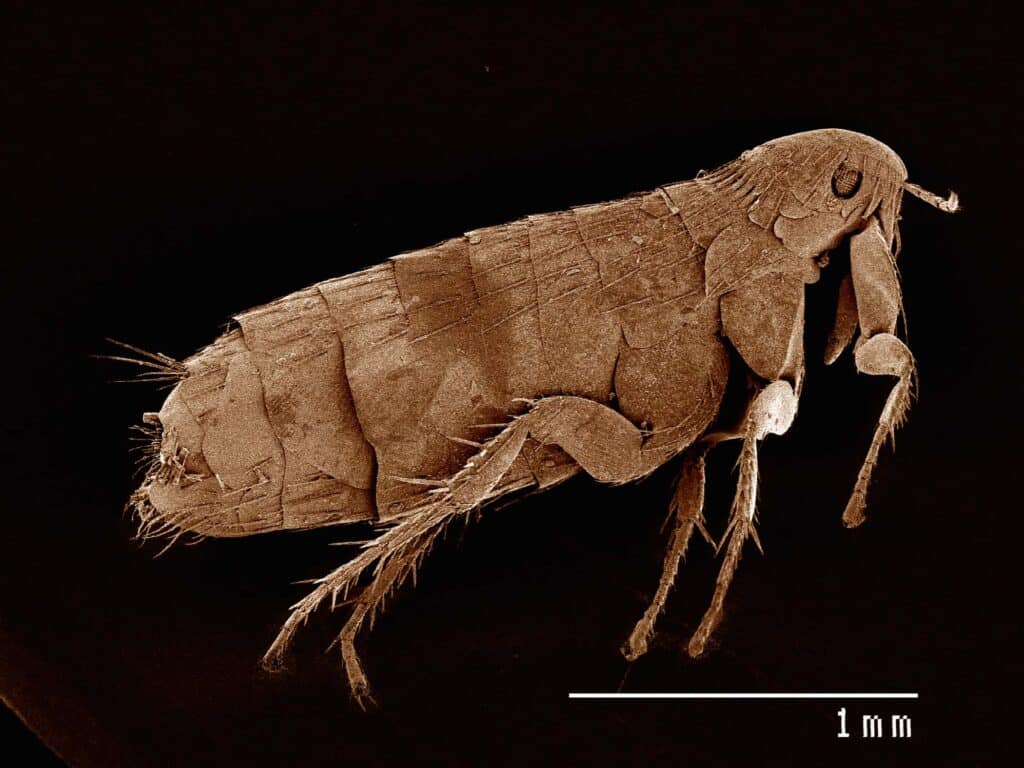 scanning electron micrograph of the head of a flea 2022 03 04 01 56 32 utc 1 1