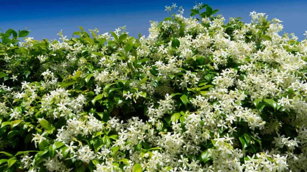 the jasmine hedge in bloom in the summer time 2022 06 07 23 07 14 utc