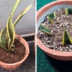 Ecco come moltiplicare la sansevieria, il trucco semplicissimo