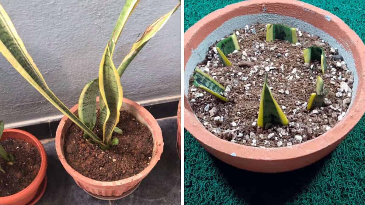 Ecco Come Moltiplicare La Sansevieria Il Trucco Semplicissimo