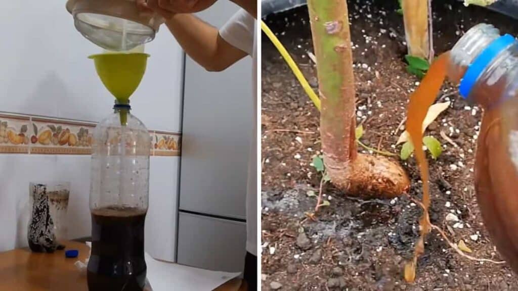 Fertilizzante per piante Algoflash 30 ml 5 Unità