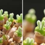 Monilaria obconica: la graziosa pianta grassa che sembrano boccioli di coniglietti verdi