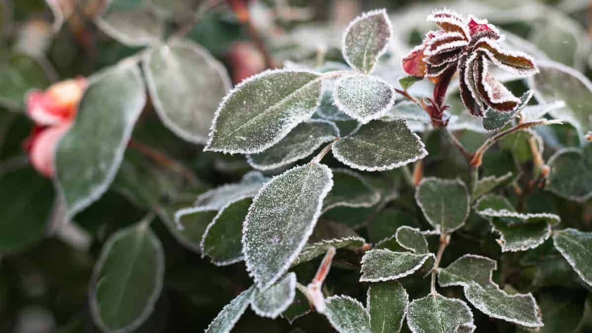 Trucchi per proteggere le piante in inverno