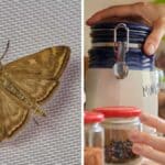 Cosa fare se troviamo le farfalline in dispensa? Il rimedio per eliminarle