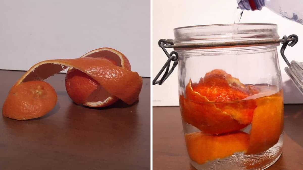 Ecco come riutilizzare le bucce d’arancia, mettile in un barattolo con dell’aceto: non potrai farne più a meno