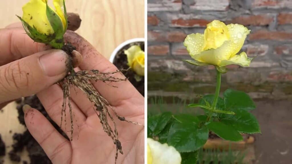 Il Video Del Giardiniere Che Mostra Come Coltivare Facilmente Rose Gialle Da Talee Di Boccioli