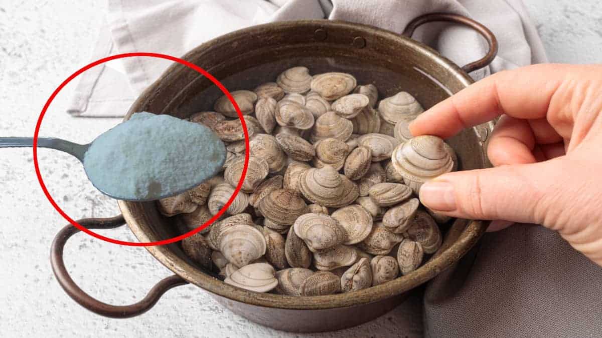 Ecco il trucco infallibile della farina per pulire le vongole: basta sabbia!