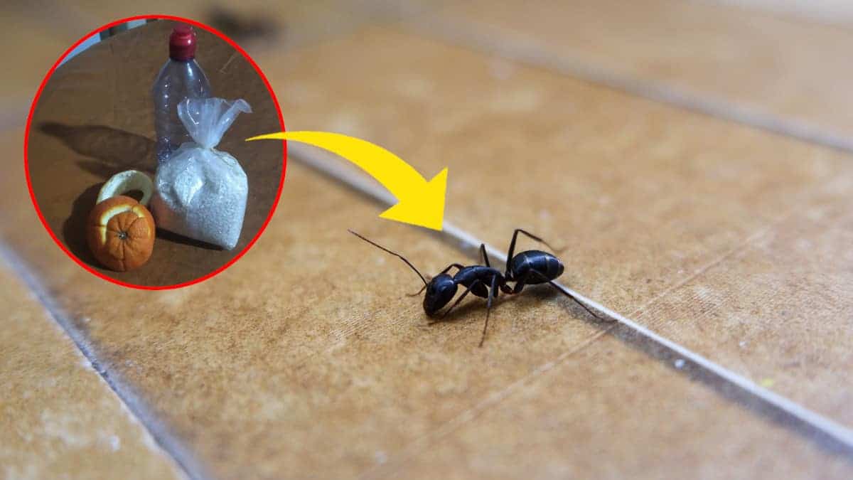Trappola per formiche: sterminale per sempre senza usare pesticidi