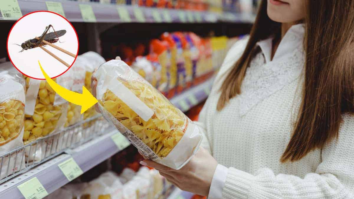 Quanto costerà la pasta fatta con farina di grilli? Il prezzo al chilo