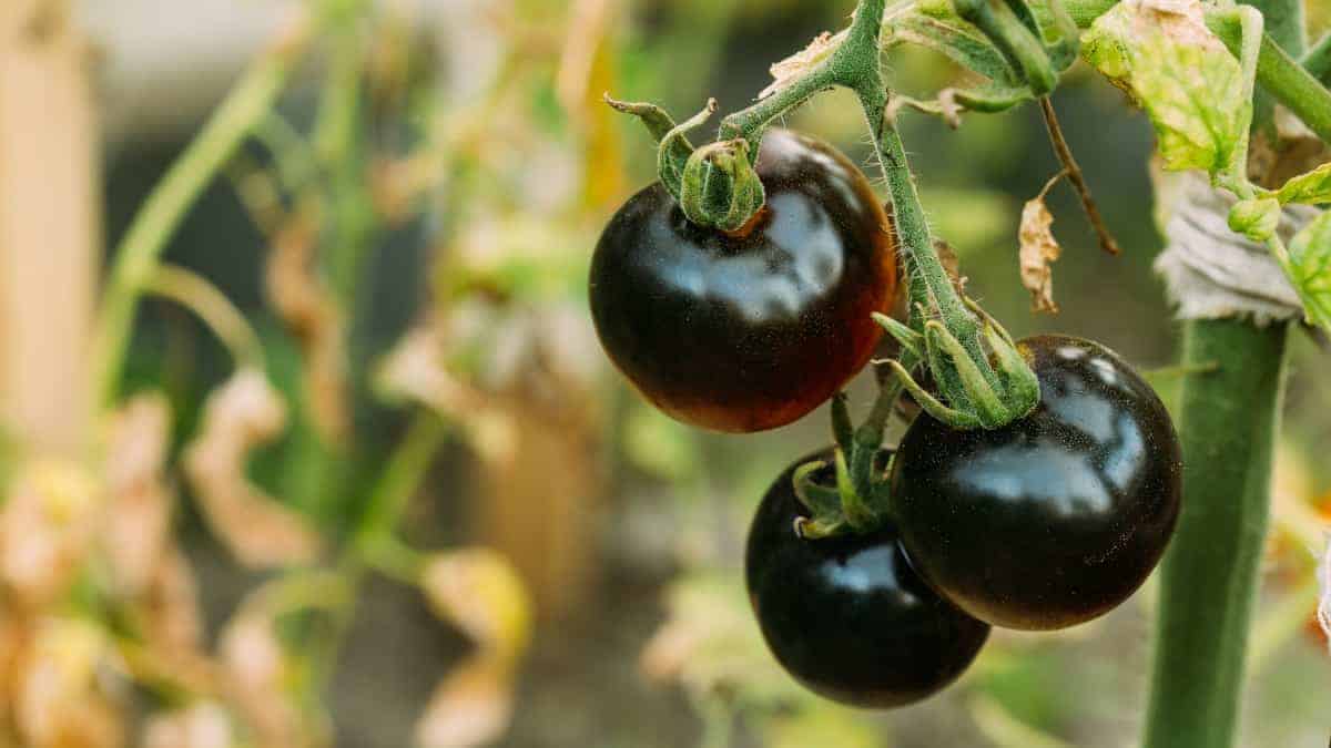 Cosa sono i pomodori neri? Ecco cosa c’è da sapere