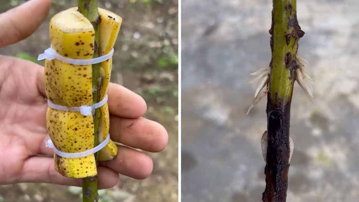 L’uomo avvolge una banana tagliata a metà attorno al gambo di una rosa per un suggerimento da giardinaggio che ottiene 16 milioni di visualizzazioni