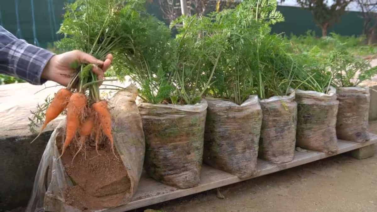 Il giardiniere mostra come usare i sacchetti di plastica per far crescere le grosse carote