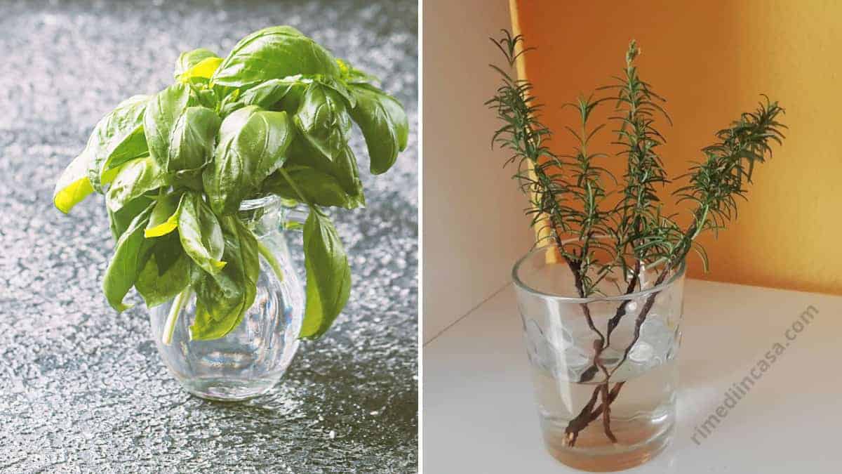 6 erbe che possono essere coltivate in un bicchiere d’acqua