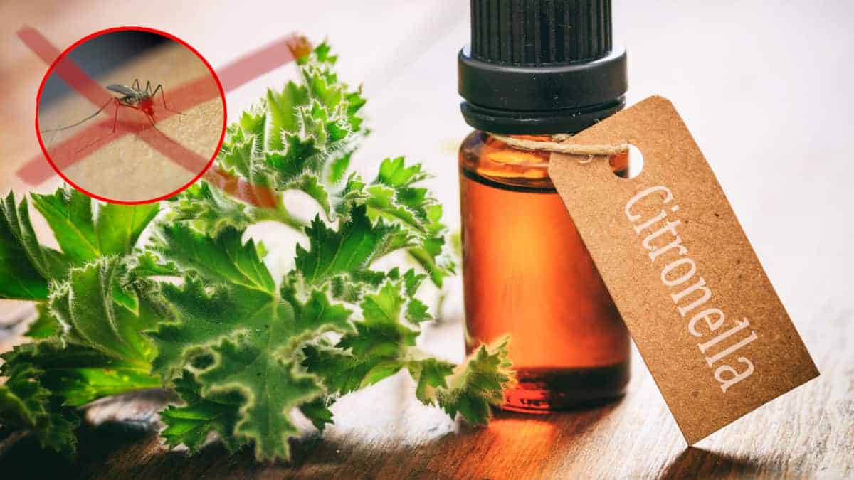 4 rimedi repellenti naturali per zanzare