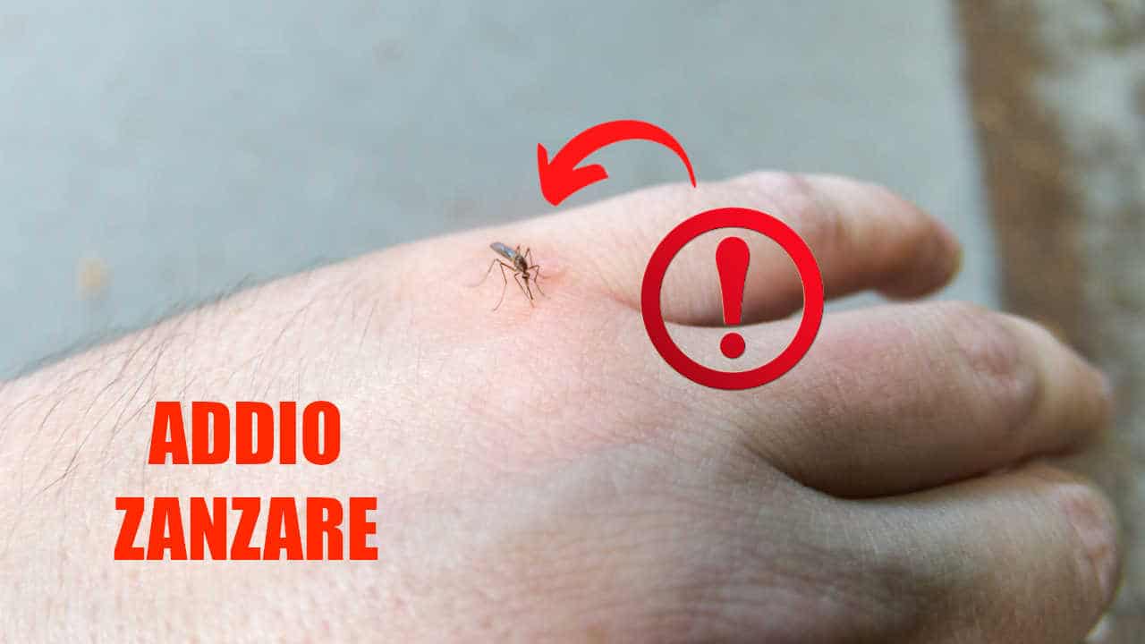 Elimina le zanzare in poco tempo: posiziona queste piante nel tuo soggiorno